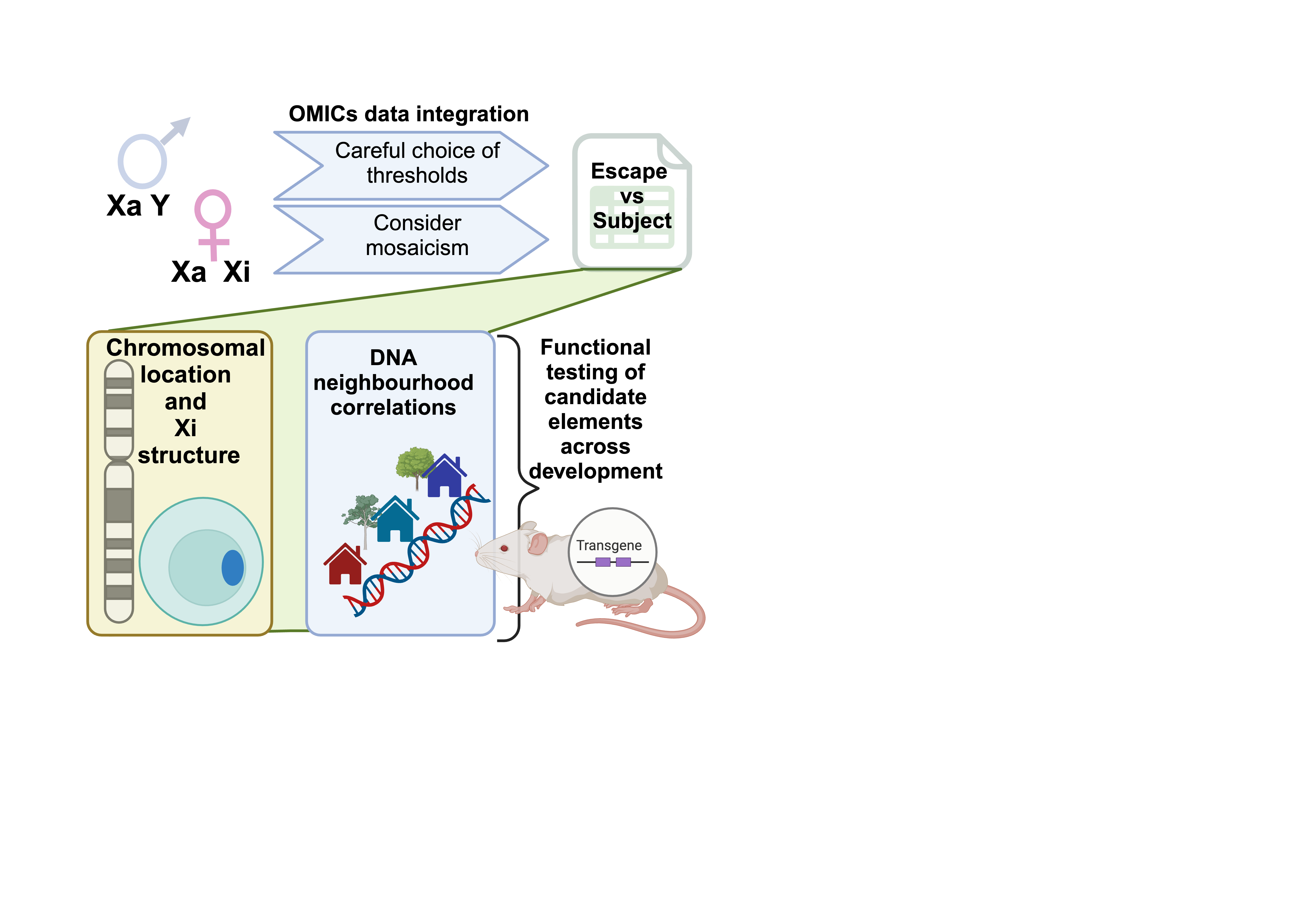 A graphical abstract illustrating the lines of evidence for genes to be escaping from XCI and the contribution of both local and neighbourhood influences
